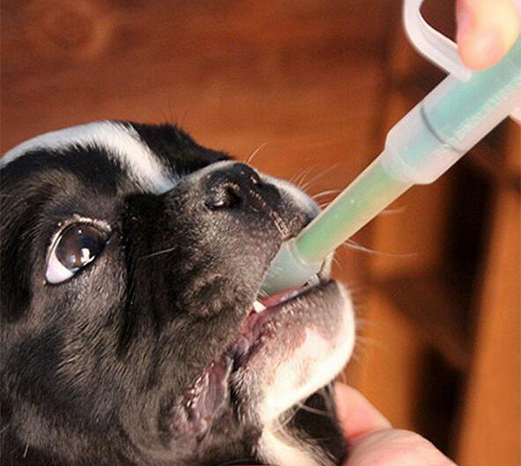 Dụng cụ cho thú cưng uống thuốc