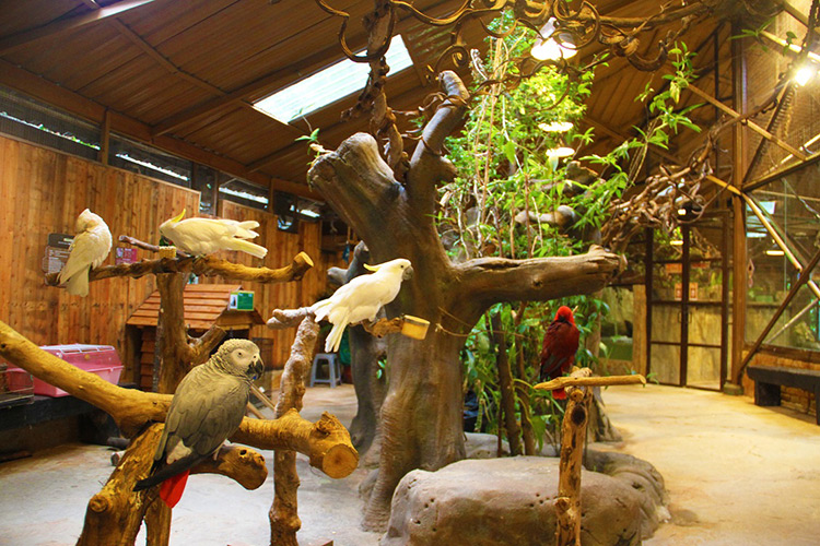 Vé Sở Thú KL Tower Mini Zoo, Kuala Lumpur