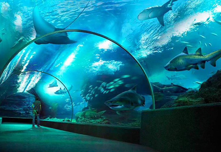 Vé Sea Life Bangkok Ocean World (Thủy Cung + Xem Show) BKK01301