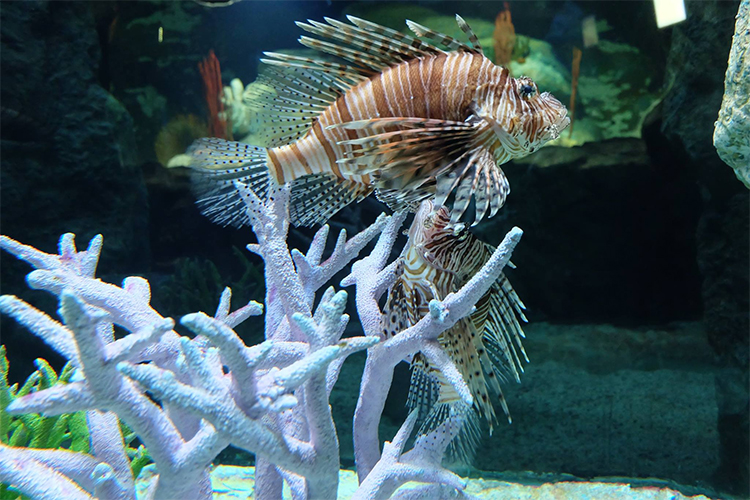 Vé Thủy Cung Underwater World Ở Pattaya, Thái Lan