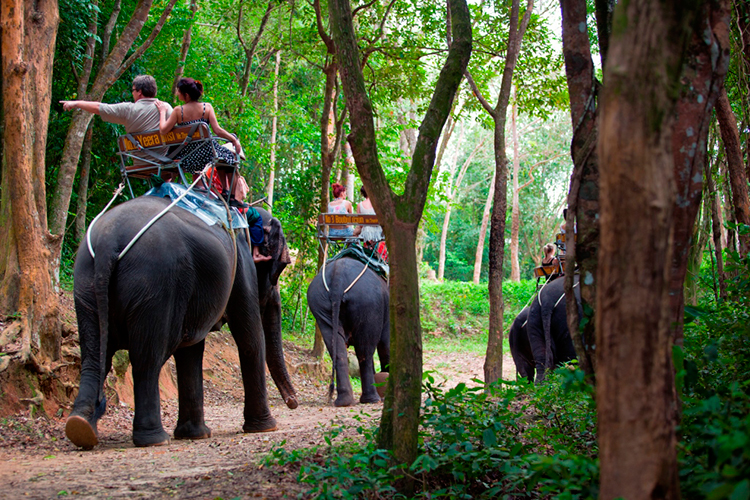 Vé Phuket Safari Gói D + Bữa Trưa (08:00 -12:30)