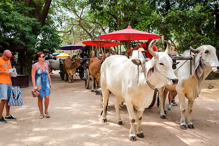 Vé Tham Quan Làng Voi Pattaya, Thái Lan - Một Giờ Trekking Cùng Voi (10: 30 - 11:30)
