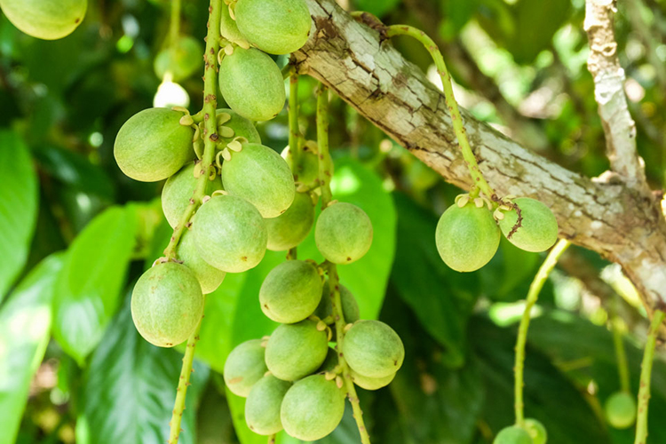 Tour Tiết Kiệm: Mỹ Tho - Bến Tre - Cần Thơ 2N1Đ, Khách Sạn 2 Sao