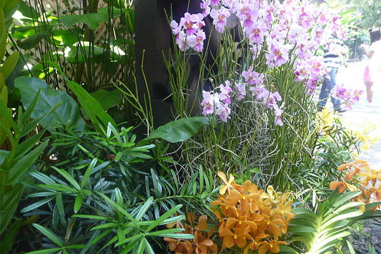 Vé Tham Quan Vườn Lan National Orchid Garden Ở Singapore