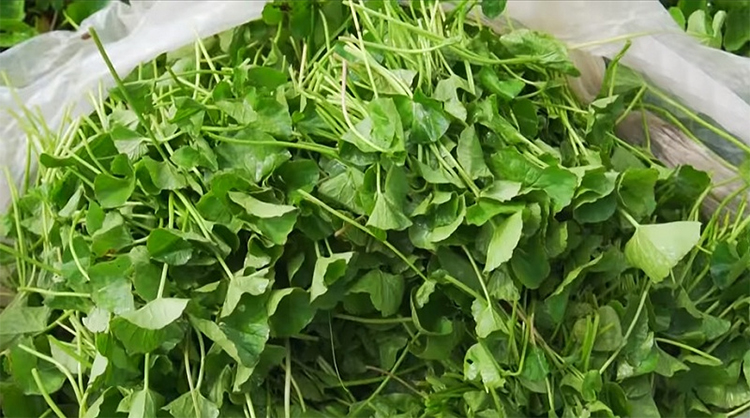 Bột Rau Má Quảng Thanh (100g)