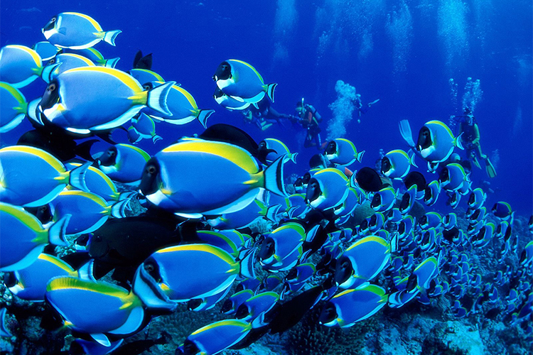 Vé Thủy Cung Underwater World Ở Pattaya, Thái Lan