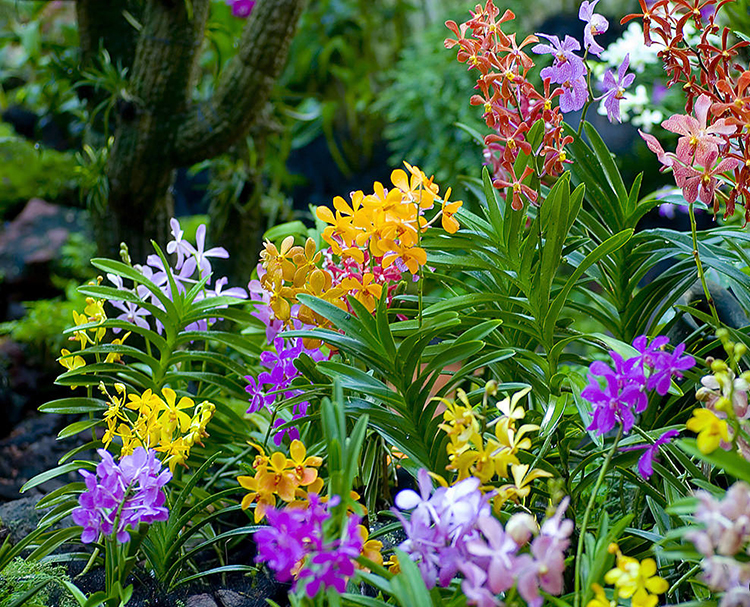 Vé National Orchid Garden SIN04501