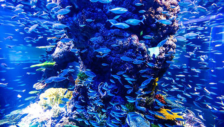 Vé Sea Aquarium SIN00501