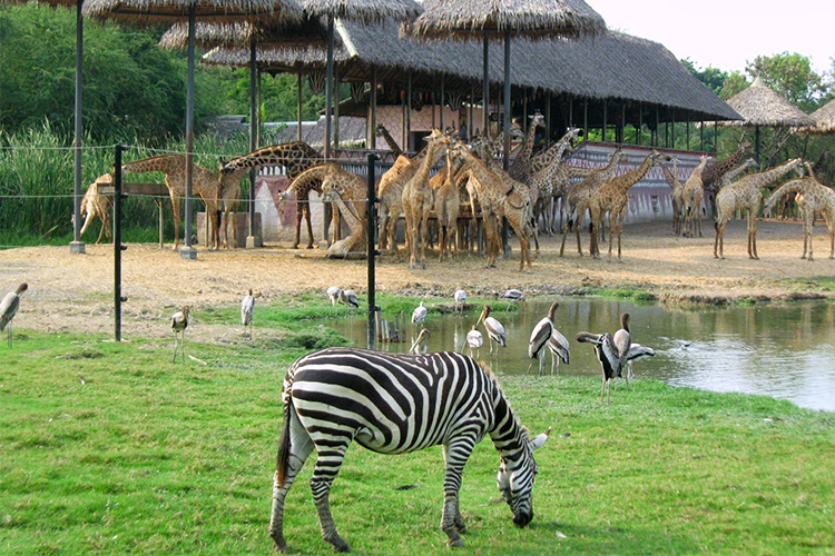 Vé Safari World Bangkok, Thái Lan - Package C: Safari Park + Marine Park + Show Thú