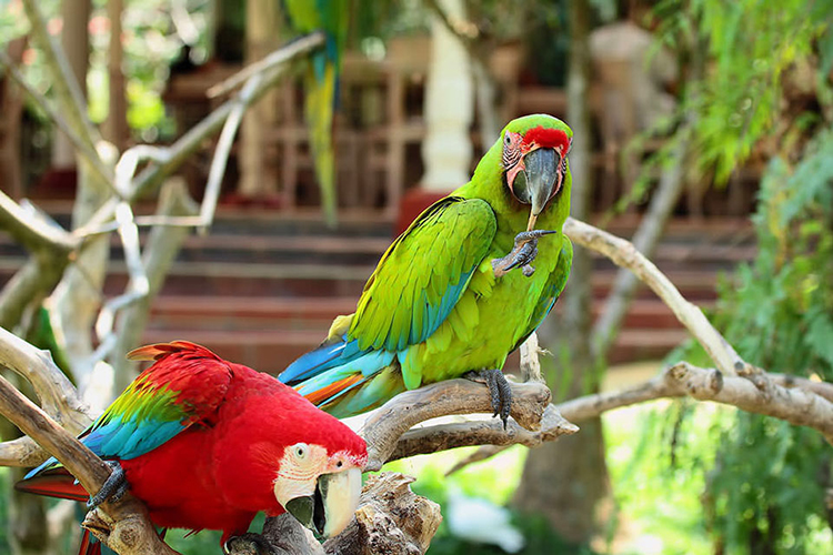 Vé Tham Quan Bali Bird Park, Indonesia