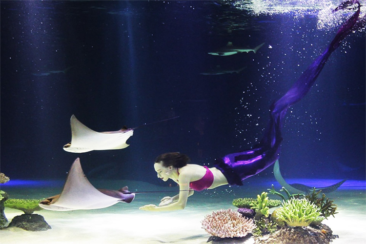 Vé Thủy Cung Hanwha Aqua Planet Ilsan, Hàn Quốc