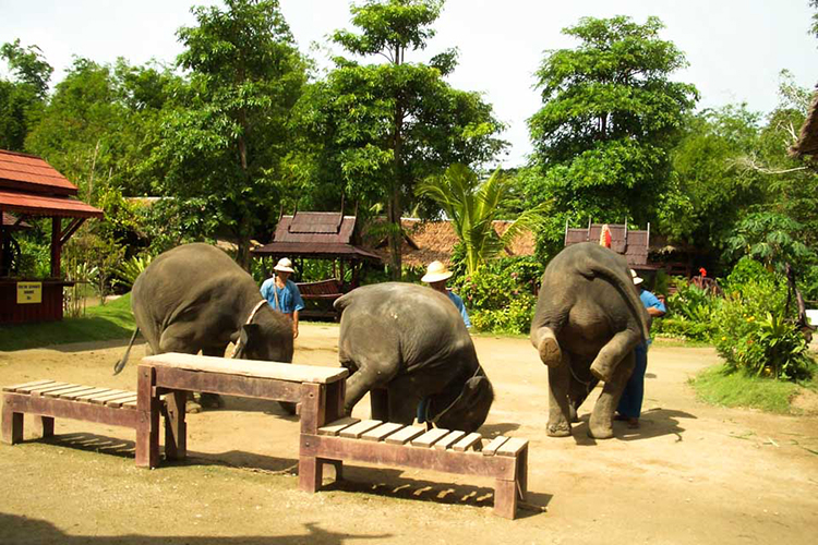Vé Phuket Safari Gói D + Bữa Trưa (08:00 -12:30)