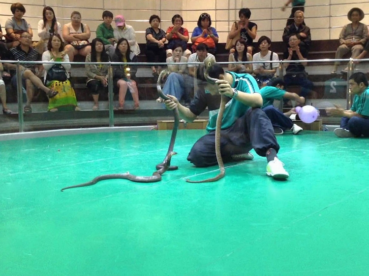 [HOT] Tour Thái Lan 4N3Đ: Bangkok - Pattaya - Coral, Giờ Bay Đẹp, Thứ 7 Hàng Tuần