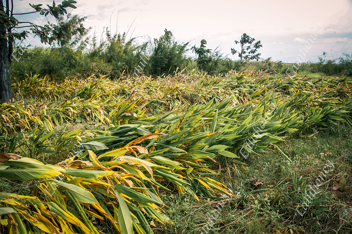 Tinh bột nghệ rừng Eatuhoney