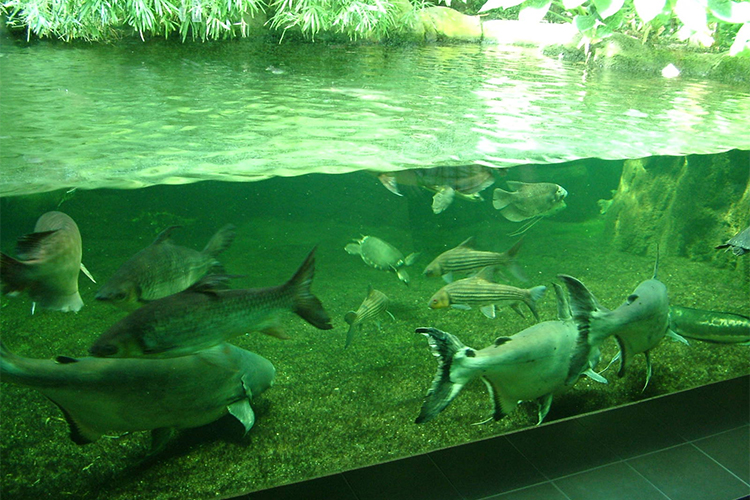 Vé Tham Quan Chiang Mai Zoo Aquarium, Thái Lan