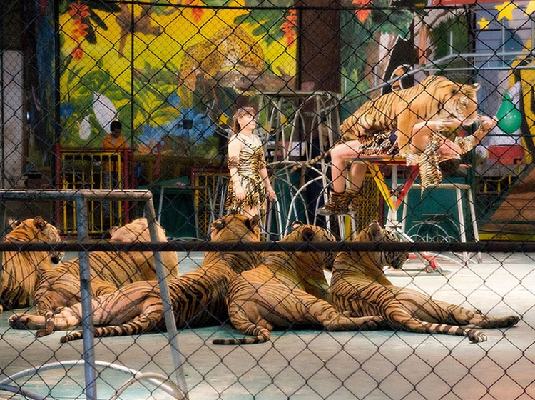 [HOT] Tour Thái Lan 4N3Đ: Bangkok - Pattaya - Coral, Giờ Bay Đẹp, Thứ 7 Hàng Tuần