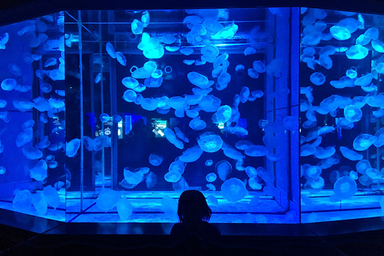 Vé Thủy Cung Hanwha Aqua Planet Ilsan, Hàn Quốc