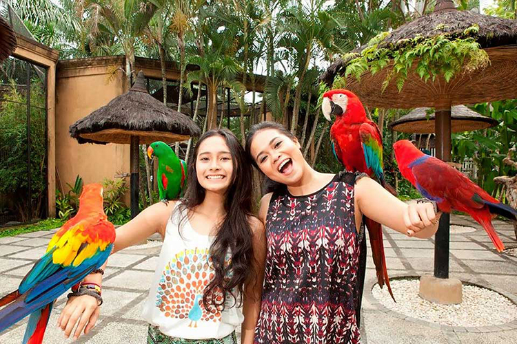 Vé Tham Quan Bali Bird Park, Indonesia