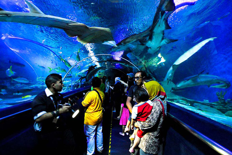 Vé Tham Quan Thủy Cung Klcc Ở Malaysia