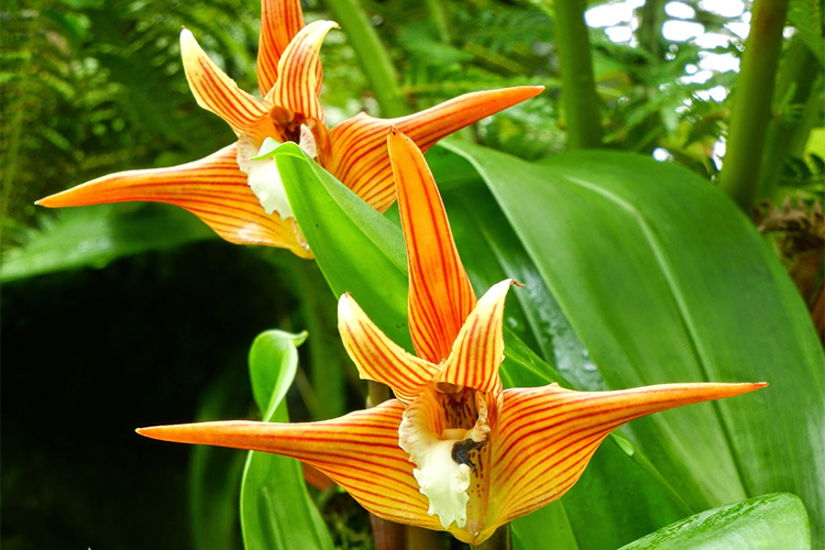 Vé Tham Quan Vườn Lan National Orchid Garden Ở Singapore