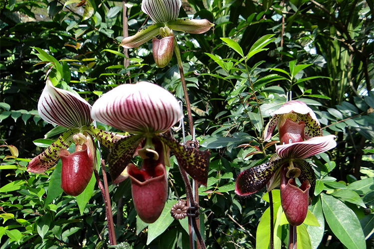 Vé Tham Quan Vườn Lan National Orchid Garden Ở Singapore