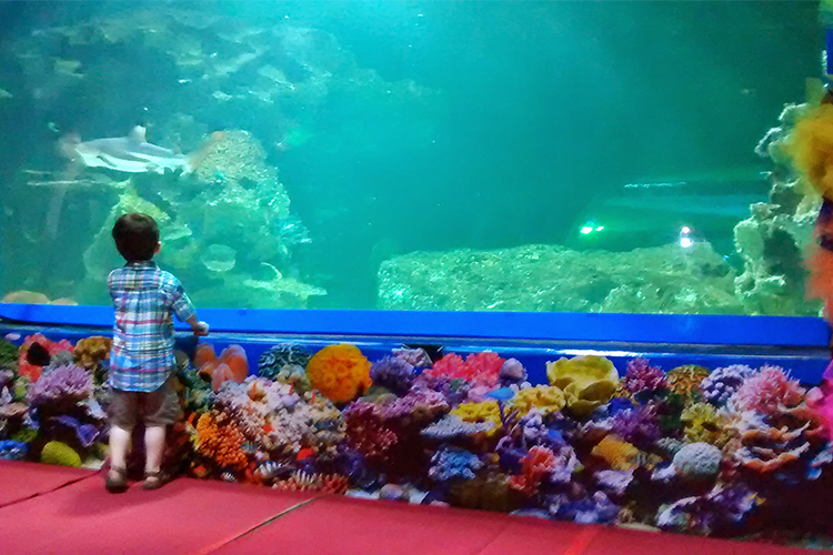 Vé Tham Quan Chiang Mai Zoo Aquarium, Thái Lan