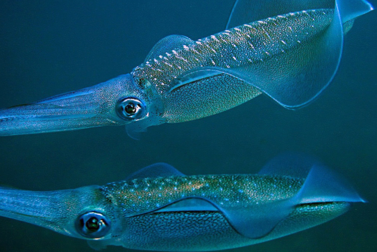 Tour Câu Mực Đêm Phú Quốc, Ăn Tối, Đón/Tiễn, Không Phụ Thu Lễ/Tết