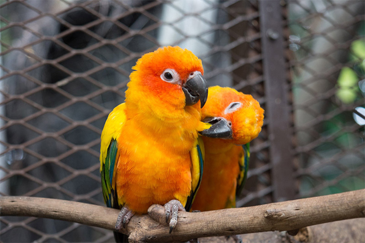 Vé Sở Thú KL Tower Mini Zoo, Kuala Lumpur