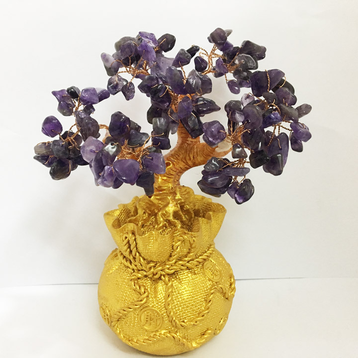 Cây Phát Tài cho người mệnh Thủy