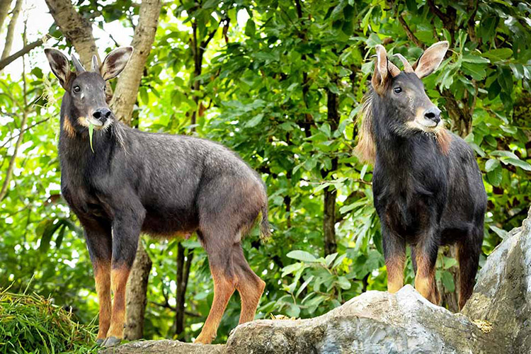 Vé Tham Quan Chiang Mai Night Safari, Thái Lan Ban Ngày (15:00 - 16:30)