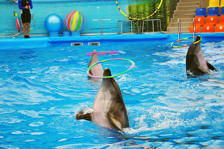 Vé Dolphins Bay Nemo Phuket, Thái Lan - Ghế Thường