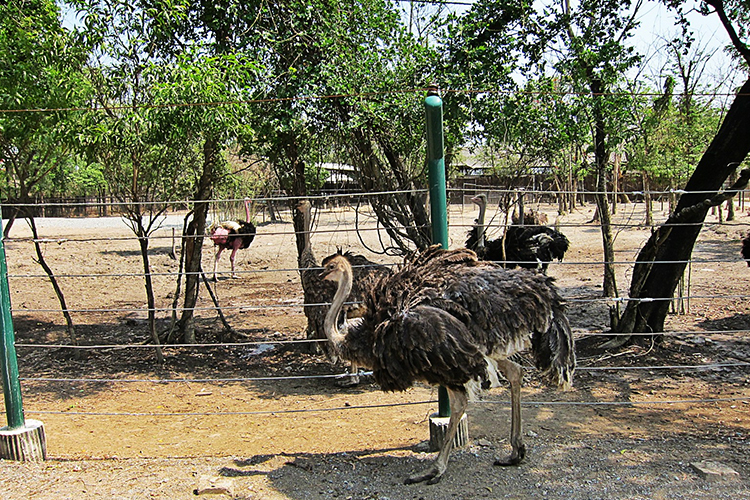 Vé Safari World Bangkok, Thái Lan - Package C: Safari Park + Marine Park + Show Thú