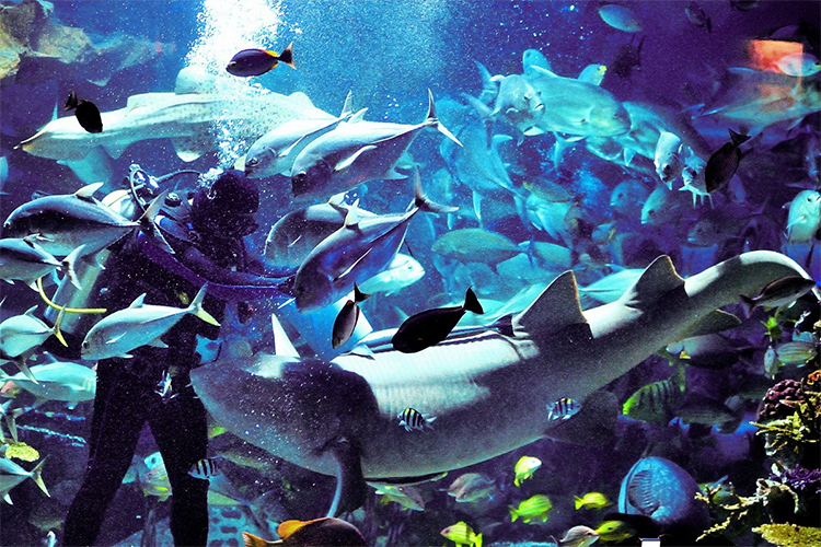 Vé Tham Quan Chiang Mai Zoo Aquarium, Thái Lan