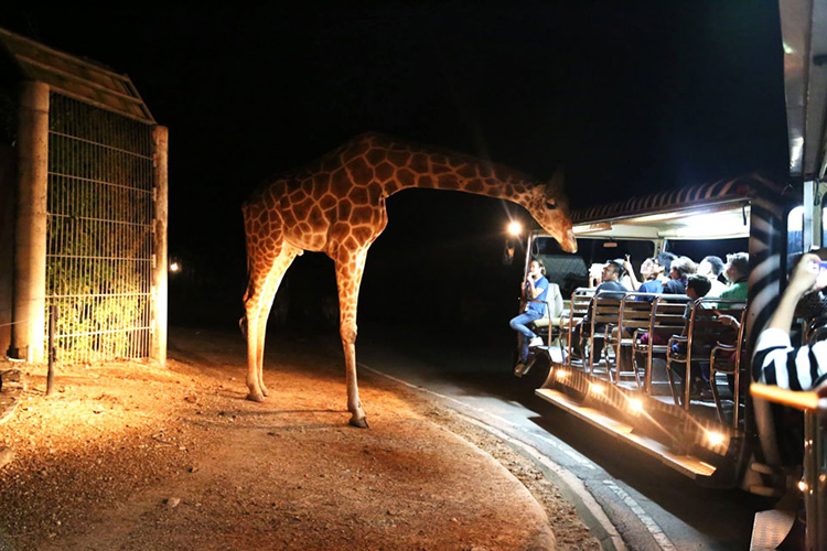 Vé Tham Quan Chiang Mai Night Safari, Thái Lan Ban Ngày (15:00 - 16:30)