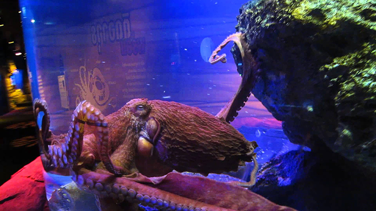 Vé Sea Life Bangkok Ocean World (Thủy Cung + Xem Show) BKK01301