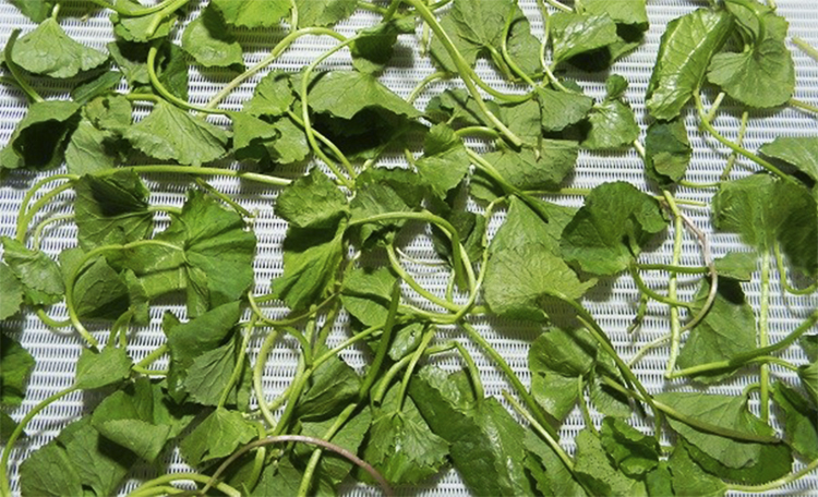 Bột Rau Má Quảng Thanh (100g)