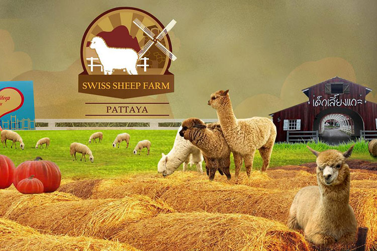 Vé Nông Trại Cừu Swiss Sheep Farm Pattaya