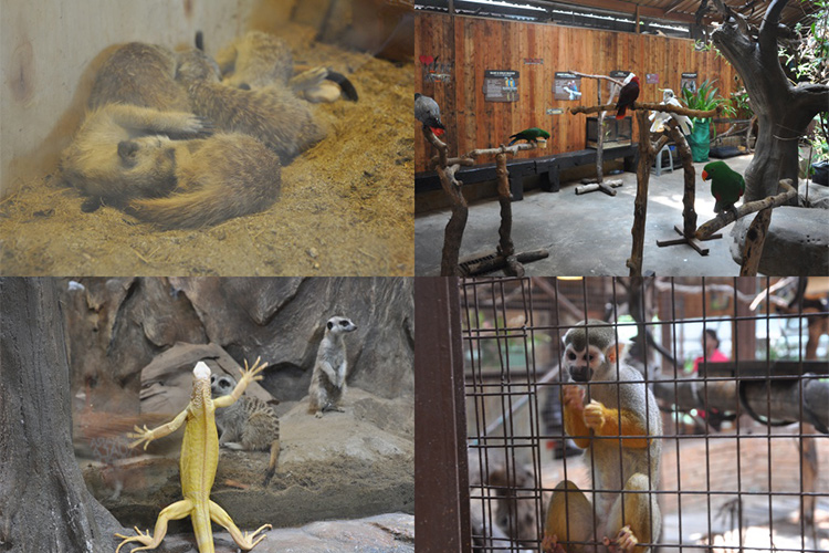 Vé Sở Thú KL Tower Mini Zoo, Kuala Lumpur