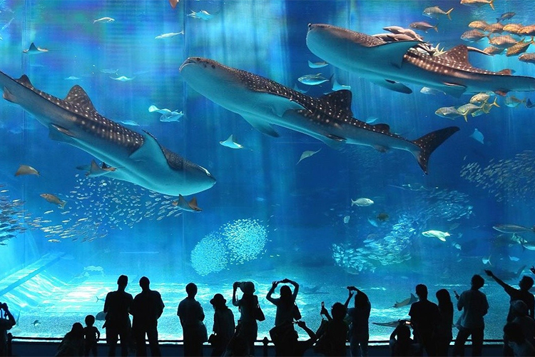 Vé Tham Quan Chiang Mai Zoo Aquarium, Thái Lan