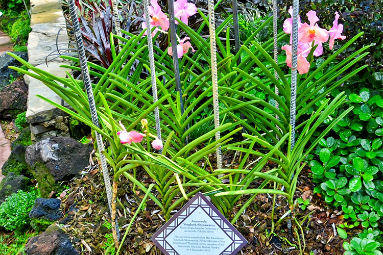 Vé Tham Quan Vườn Lan National Orchid Garden Ở Singapore