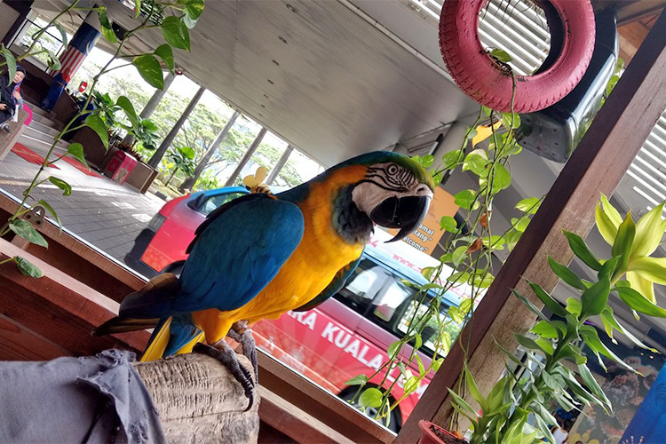 Vé Sở Thú KL Tower Mini Zoo, Kuala Lumpur