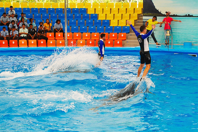 Vé Dolphins Bay Nemo Phuket, Thái Lan - Ghế Thường