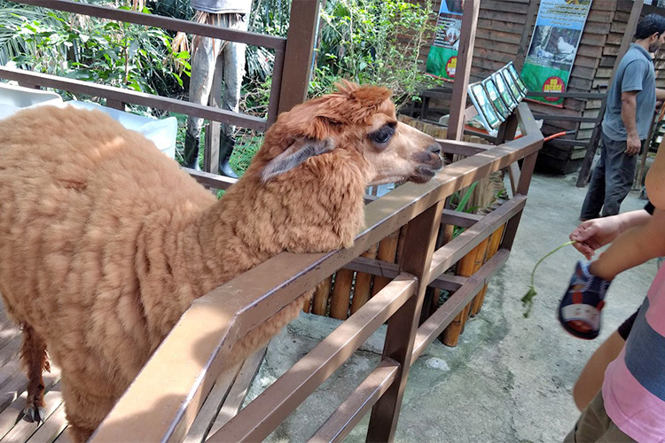 Vé Sở Thú KL Tower Mini Zoo, Kuala Lumpur