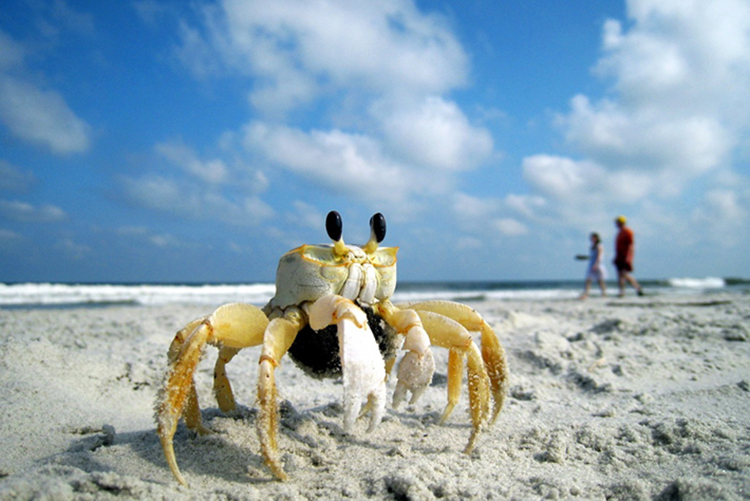 Tour Hè Phú Quốc, Tham Quan Nam & Đông Đảo 01 Ngày, KH Hàng Ngày