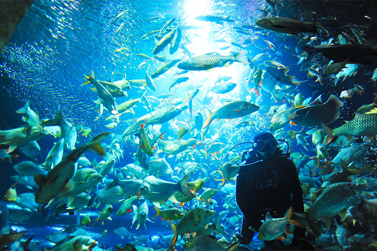 Vé Tham Quan Chiang Mai Zoo Aquarium, Thái Lan