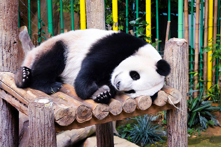 Vé Sở Thú KL Tower Mini Zoo, Kuala Lumpur