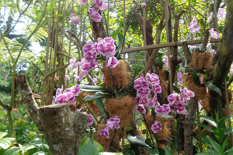 Vé Tham Quan Vườn Lan National Orchid Garden Ở Singapore