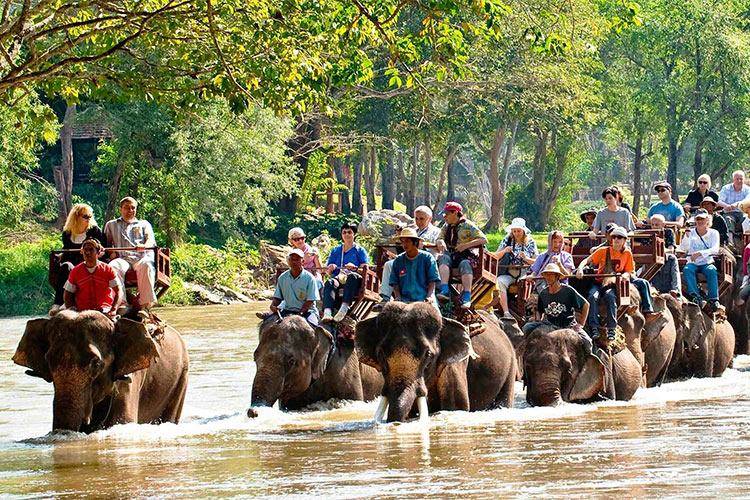 Vé Tham Quan Làng Voi Pattaya, Thái Lan - Một Giờ Trekking Cùng Voi (10: 30 - 11:30)